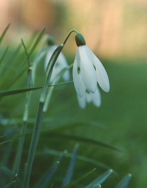 File:801px-Snow drop.JPG
