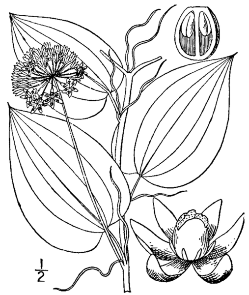 File:866px-Smilax herbacea.png