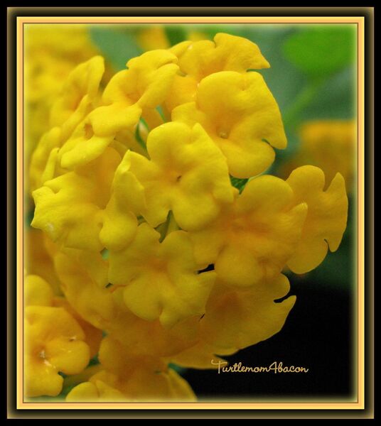 File:915px-Yellow lantana-6496.jpg