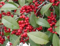 American Holly (Ilex opaca) foliage and berries
