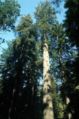 The coniferous Coast Redwood, the tallest tree species on earth.