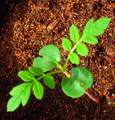 Thumbnail for version as of 18:41, 16 November 2007
