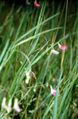 Thumbnail for version as of 05:30, 19 July 2007