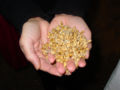 Malted (germinated) barley grains