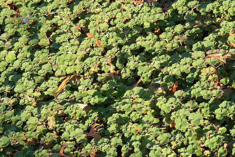 File:1024px-Creeping raspberry.jpg