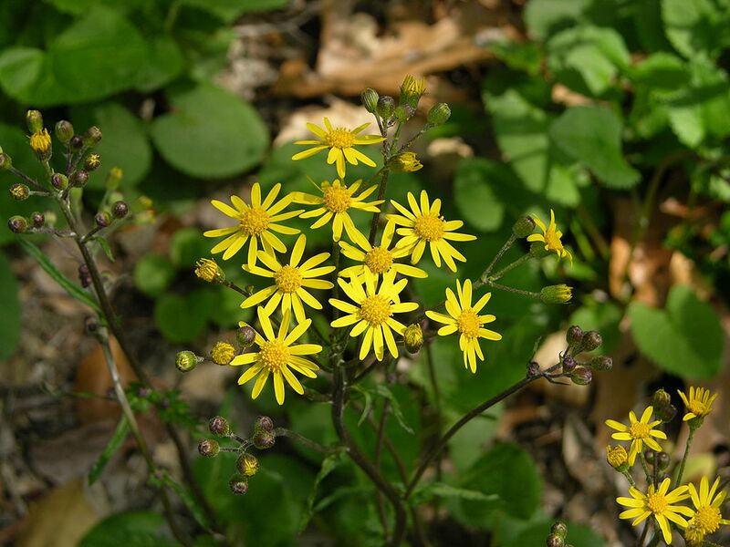 File:1024px-Golden Ragwort Senecio aureus Plant 3264px.JPG