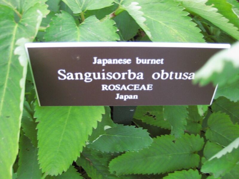 File:1024px-IMG 0271 nybg09.jpg