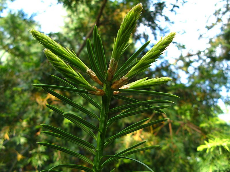 File:1024px-Torreya californica branch PAN 01.JPG