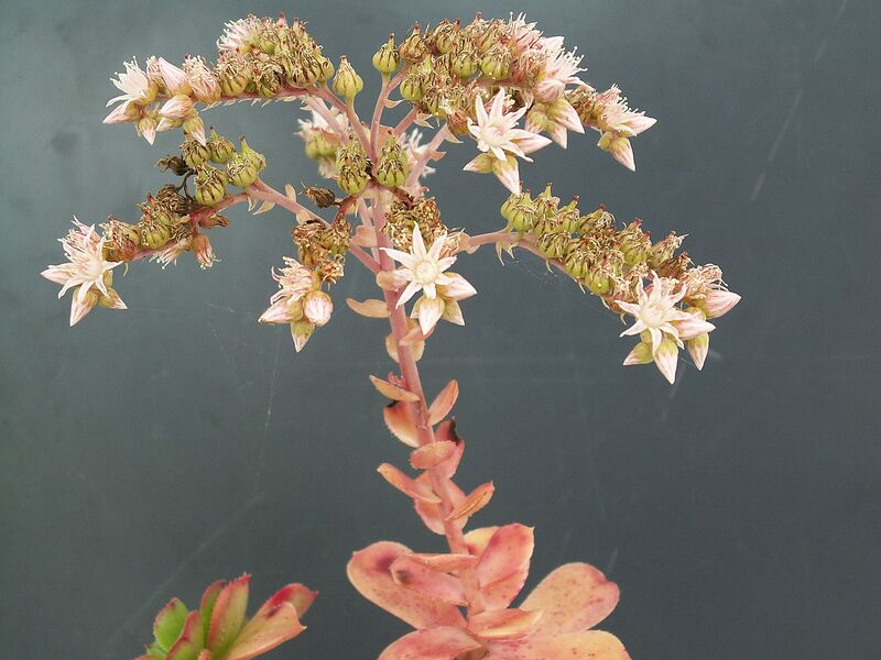 File:1280px-Aeonium haworthii PICT3759.jpg