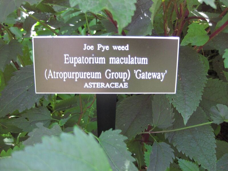 File:1280px-IMG 0230 nybg09.jpg