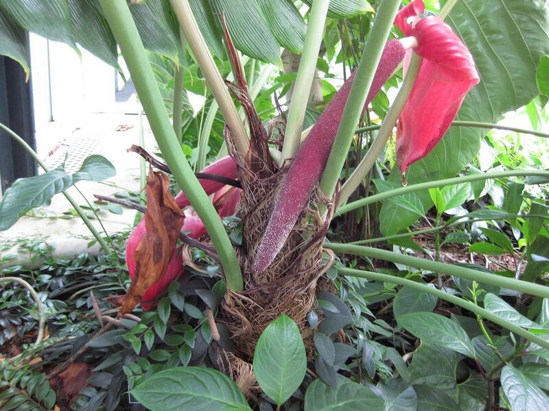 File:1280px-IMG 1812 hunt09oct.jpg