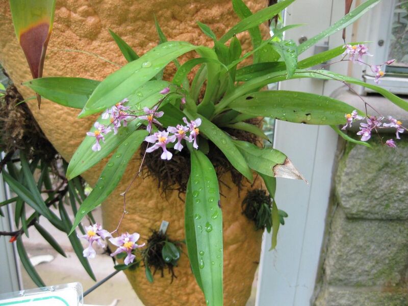 File:1280px-IMG 1839 hunt09oct.jpg