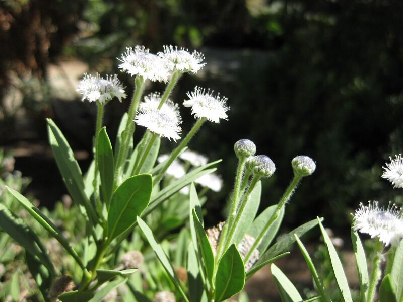 File:1280px-IMG 1896 hunt09oct.jpg