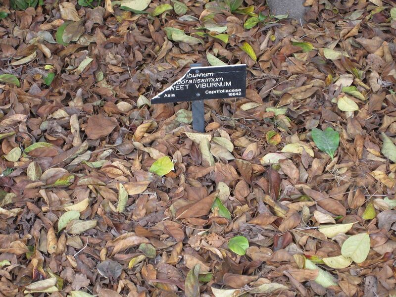 File:1280px-IMG 4464 hunt0904.jpg