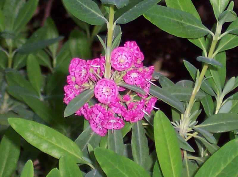 File:1280px-Kalmia angustifolia Rubra.jpg