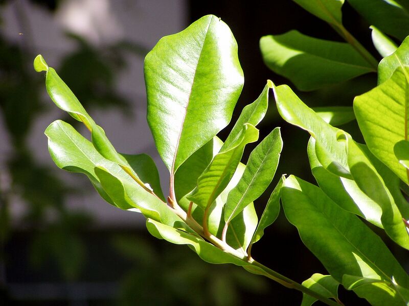 File:1280px-Sideroxylon mirmulano leaves.jpg
