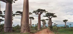 Near Morondava, Madagascar