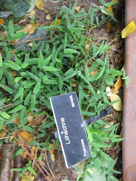 File:576px-IMG 7592 hunt09jun.jpg