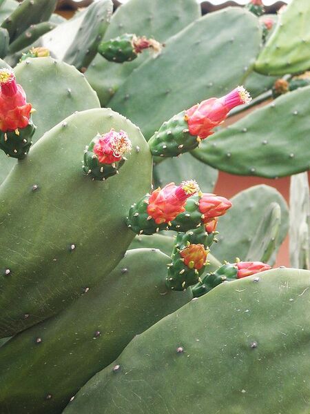 File:576px-Opuntia cochenillifera.jpg