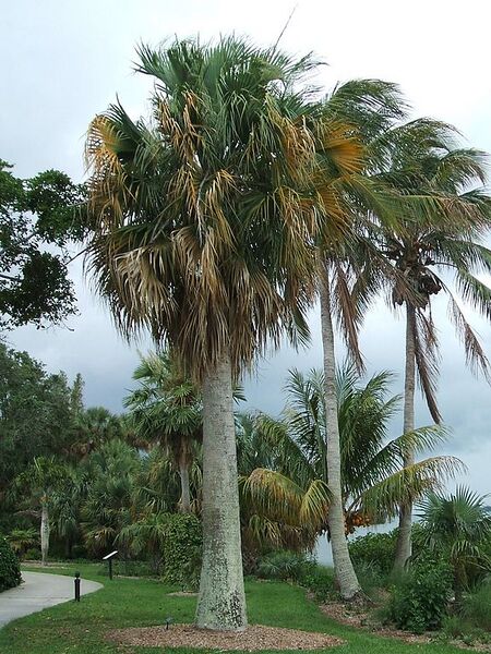 File:576px-Sabal causiarum.jpg
