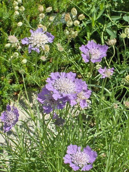 File:576px-Scabiosa graminifolia.JPG