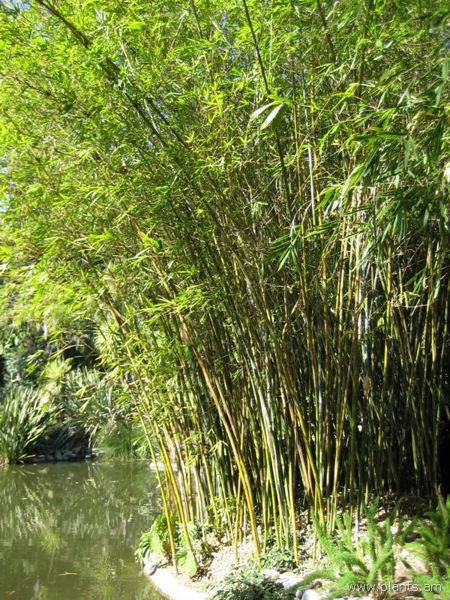 File:Bambusa tuldoides-punting pole bamboo-IMG 0573 hunt07.jpg