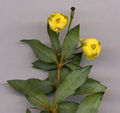 Berberis gagnepainii flower detail (flowers 7 mm diameter).