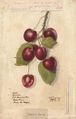 Cherries (variety Lambert) - watercolor 1894