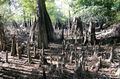 Thumbnail for version as of 11:53, 5 November 2007