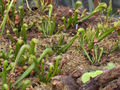 Plants in cultivation