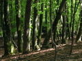 Thumbnail for version as of 04:20, 15 September 2007
