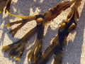 Thumbnail for version as of 06:55, 26 September 2007