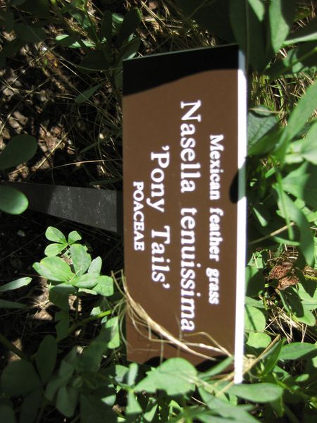 File:IMG 0068 nybg09.jpg