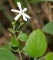 Thumbnail for version as of 16:56, 6 March 2009