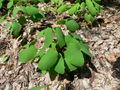 A colony of Jeffersonia diphylla