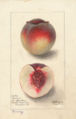 Peach (cultivar 'Berry') – watercolour 1895