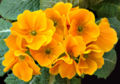 Thumbnail for version as of 13:48, 29 October 2007
