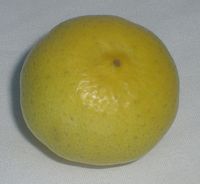 Tree-ripened key lime. Color is bright yellow, unlike the more common green Persian limes.