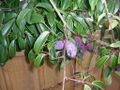 Thumbnail for version as of 00:00, 29 November 2009