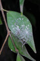 Thumbnail for version as of 12:01, 3 November 2007