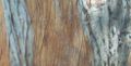 Bark