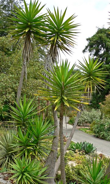 File:Yucca aloifolia 1.jpg