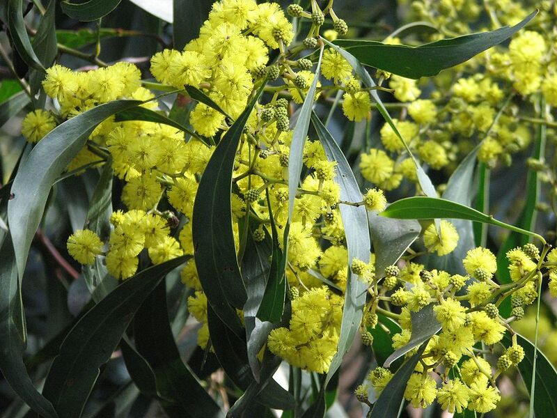 File:1024px-Acacia pycnantha Golden Wattle.jpg