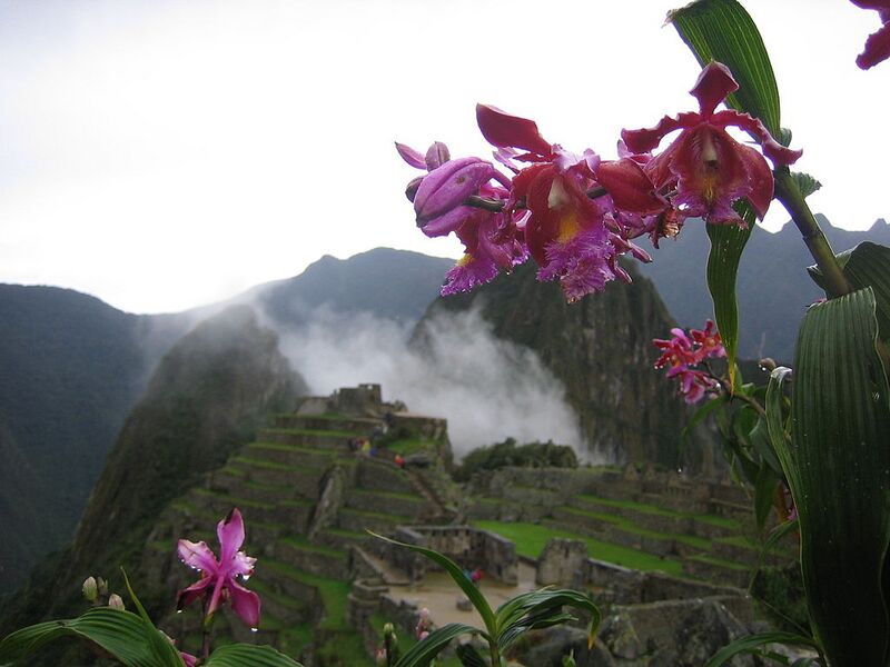 File:1024px-Sobralia dichotoma.jpg