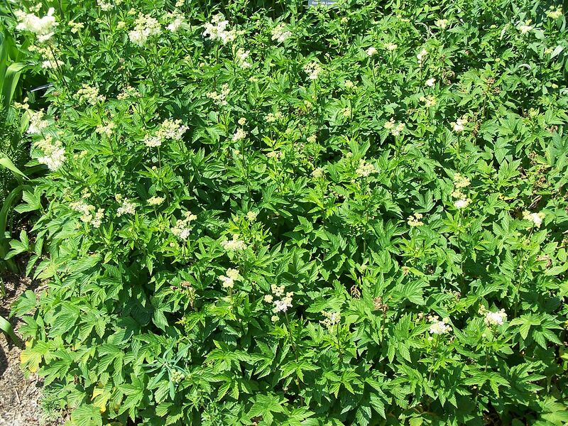 File:1280px-Filipendula ulmaria european meadowsweet.JPG