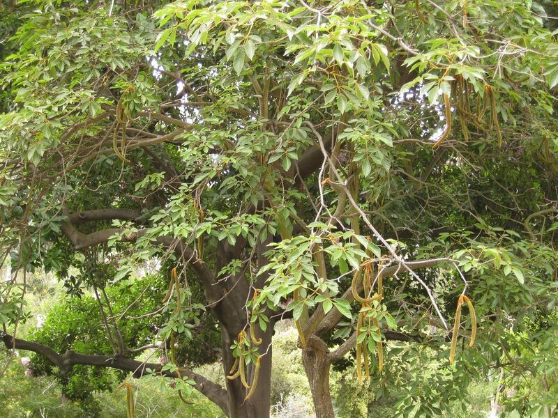 File:1280px-IMG 6977 hunt09jun.jpg