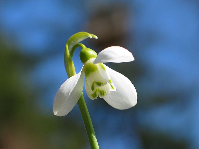 File:1280px-Snowdrop closeup 2005 01.jpg