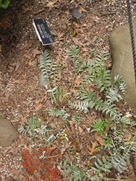 File:576px-IMG 1400 bbg09.jpg