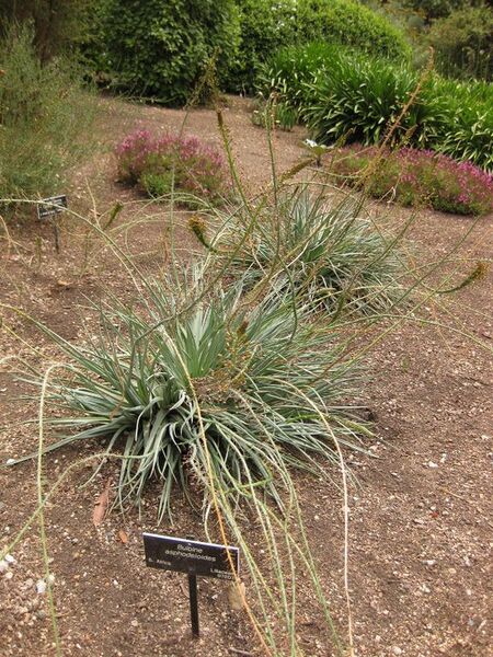 File:576px-IMG 7221 hunt09jun.jpg