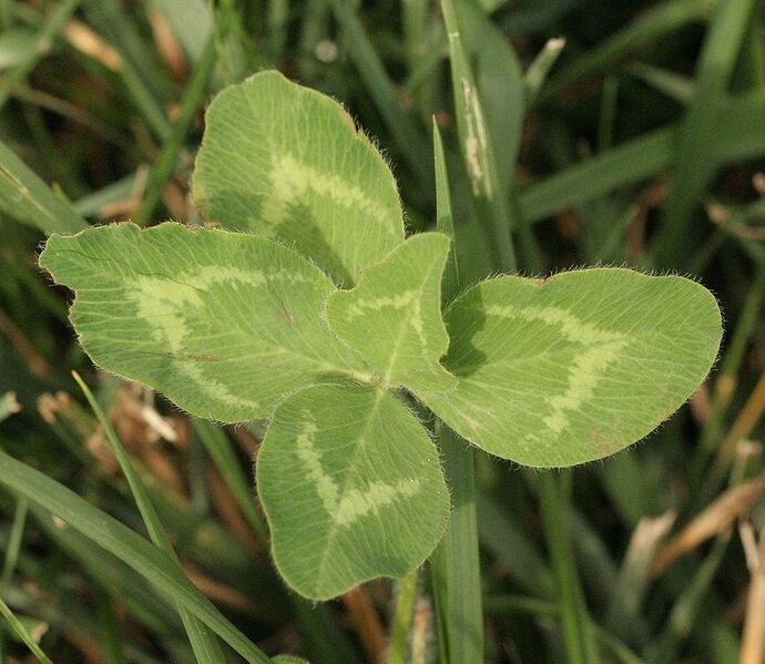 File:884px-Five-leaf Clover, Megan McCarty128.jpg
